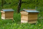 Beehives